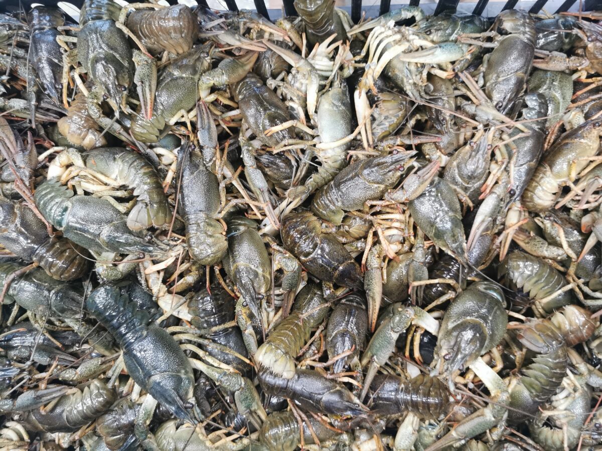 Raci proaspeți România